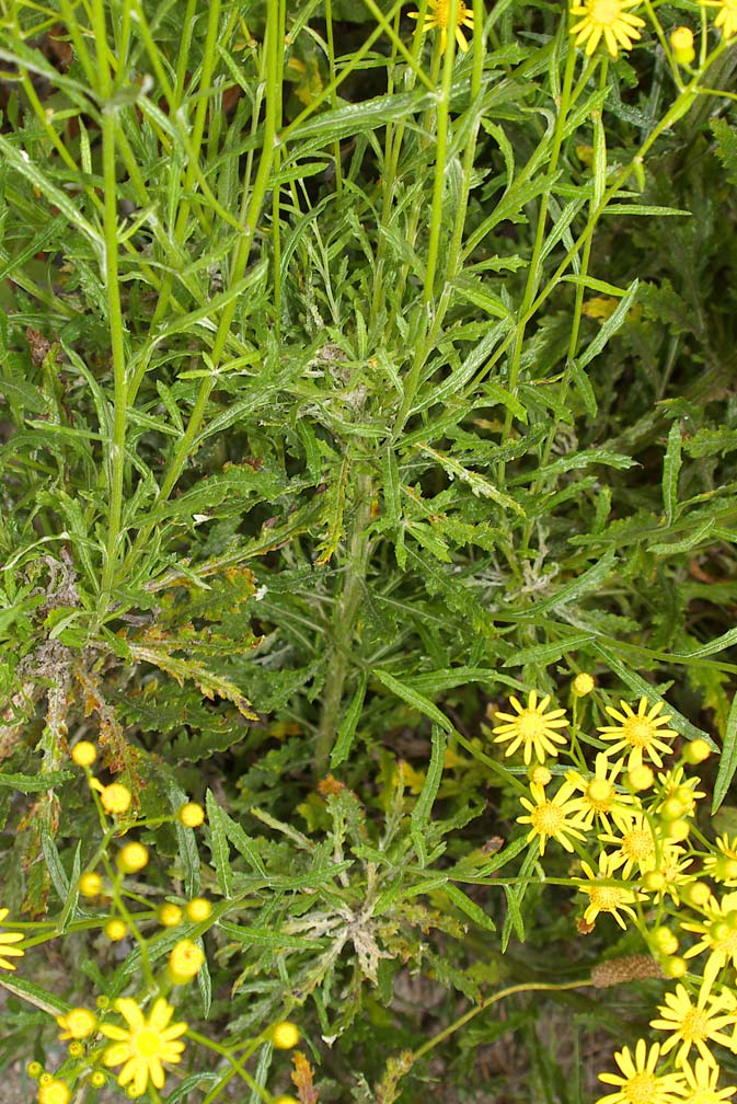 Senecio cfr. leucanthemifolius Poiret